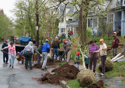 We all look the same when we're doing a job.  Long shot of Kenyon Steet with 20 neighbors busy planting trees
